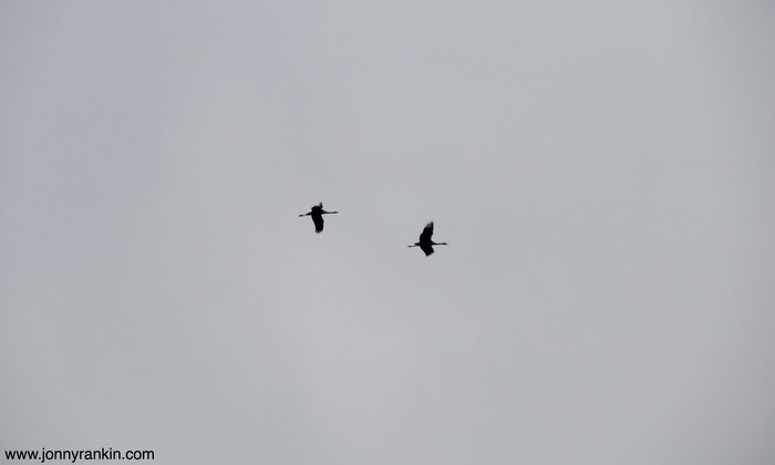 Common Crane