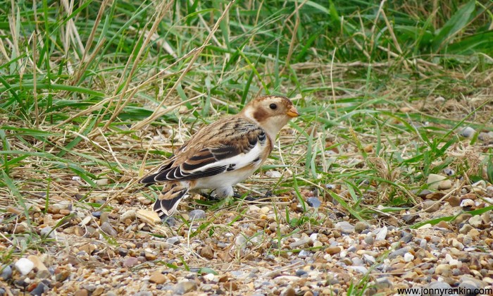 Snow Bunting