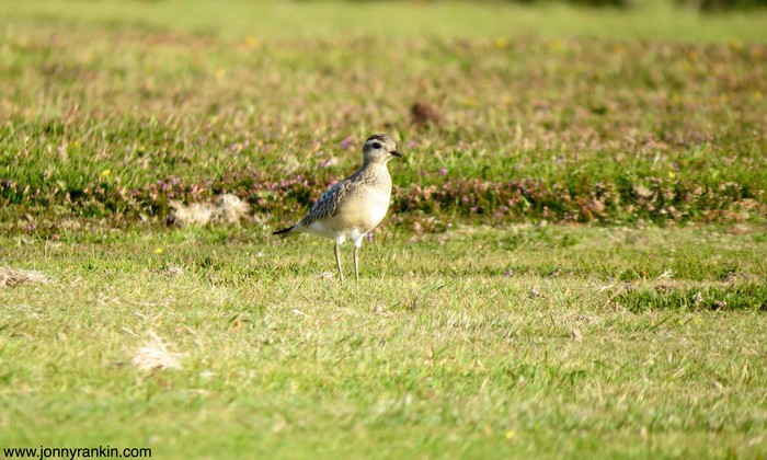 Dotterel