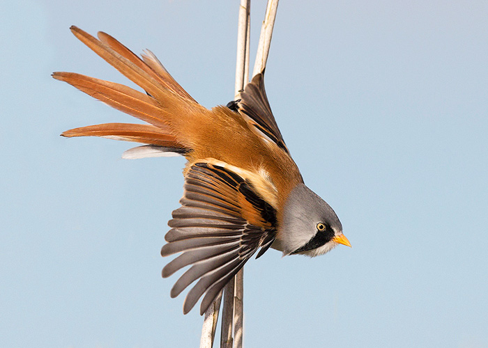Bearded Tit