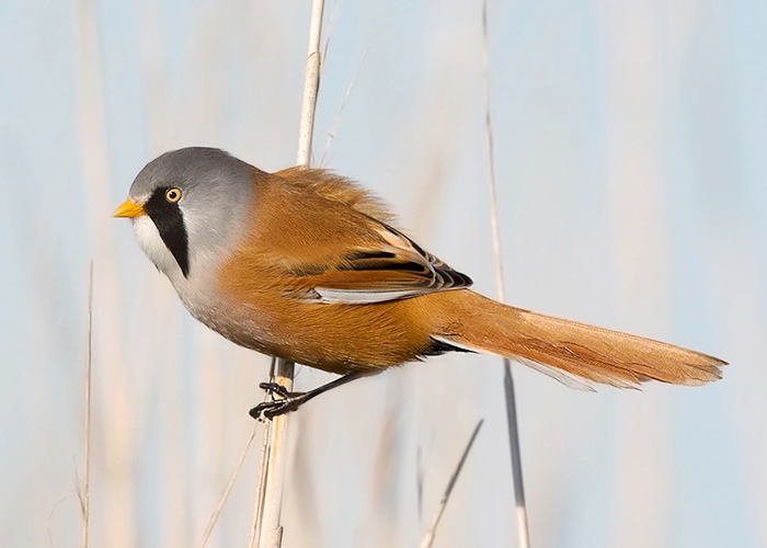 Bearded Tit