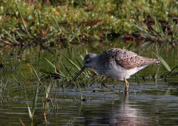 Marsh Sandpiper