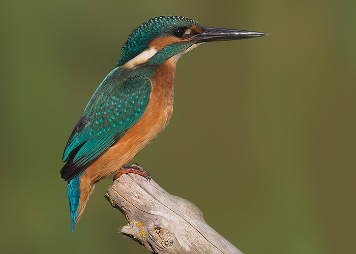 Kingfisher