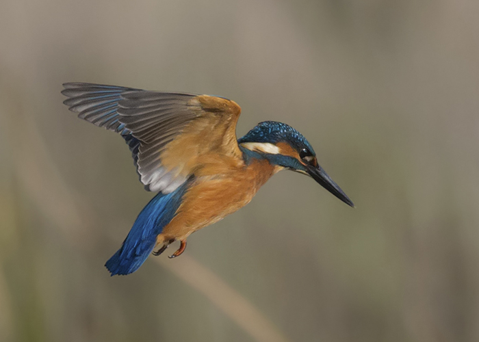 Kingfisher