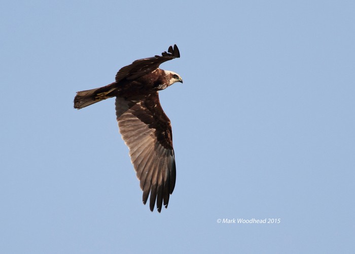 Marsh Harrier
