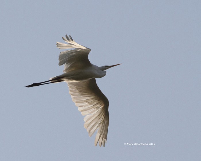 Great White Egret
