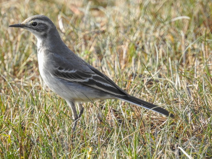 Citrine Wagtail