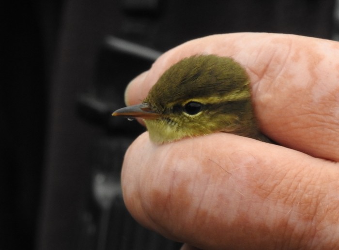 Arctic Warbler