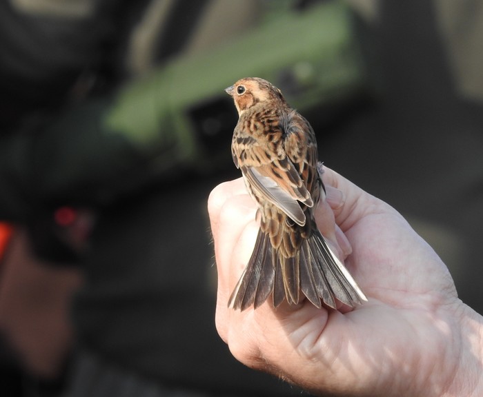 Little Bunting