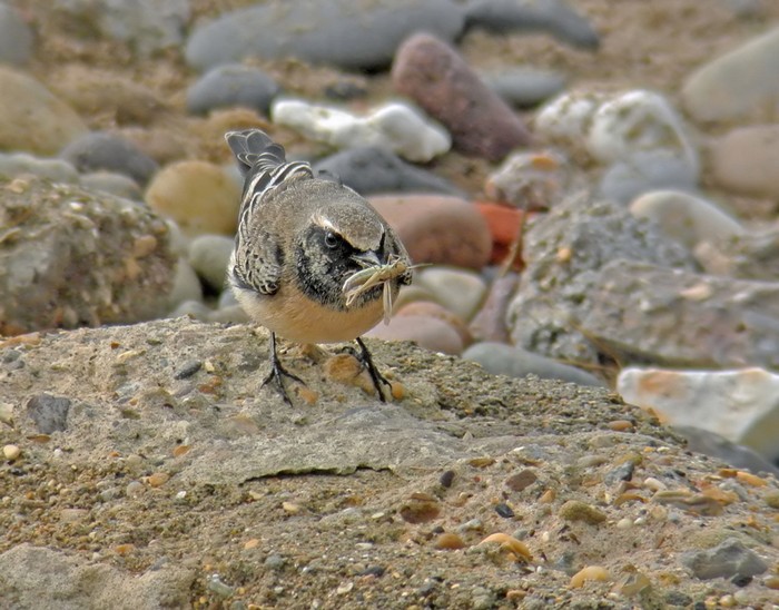 Pied Wheatear