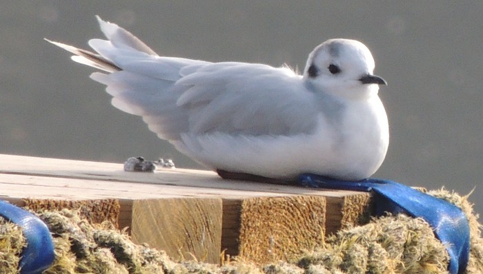 Little Gull