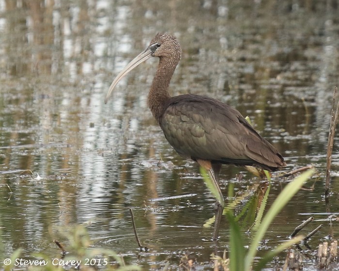 Glossy Ibis