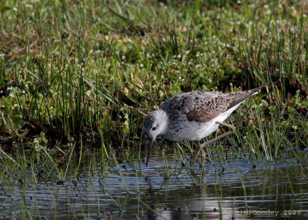 Marsh Sandpiper