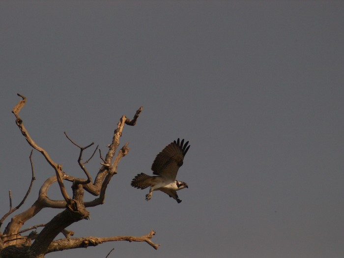 Osprey