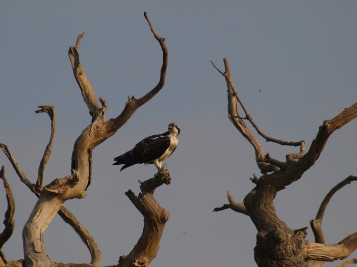 Osprey