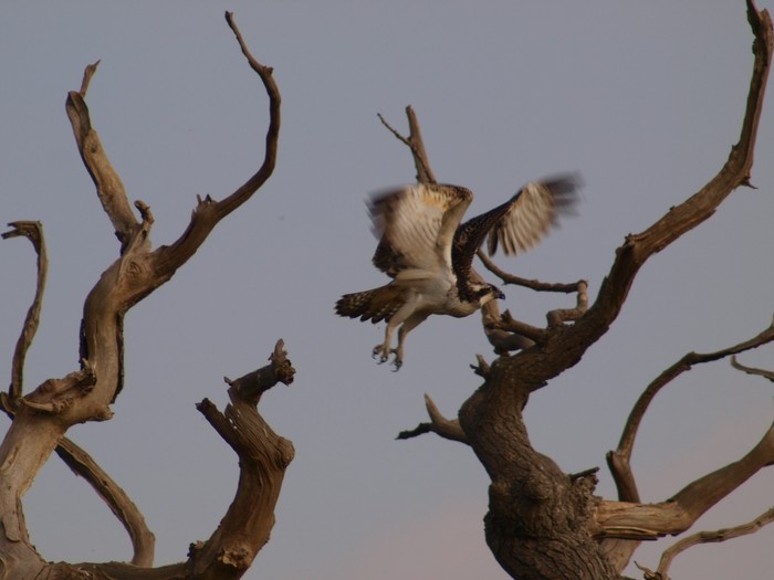Osprey