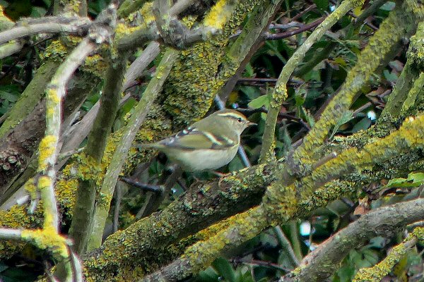Yellow-browed Warbler