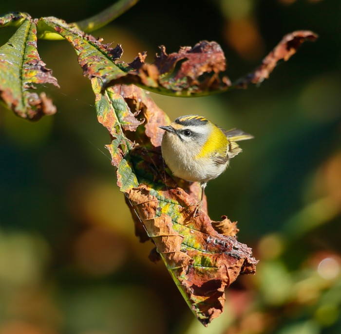 Firecrest
