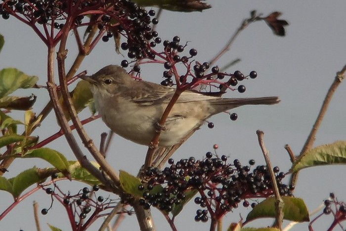 Barred Warbler