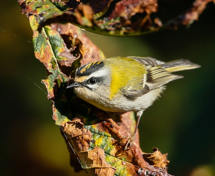 Firecrest