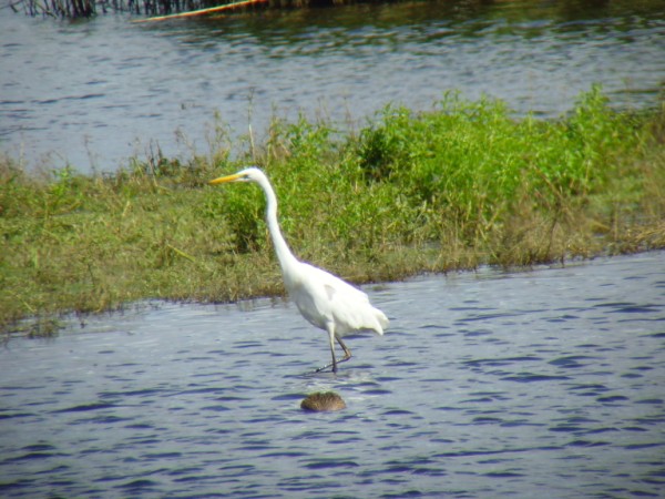 Great White Egret