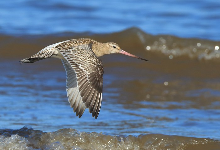 Bar-tailed Godwit