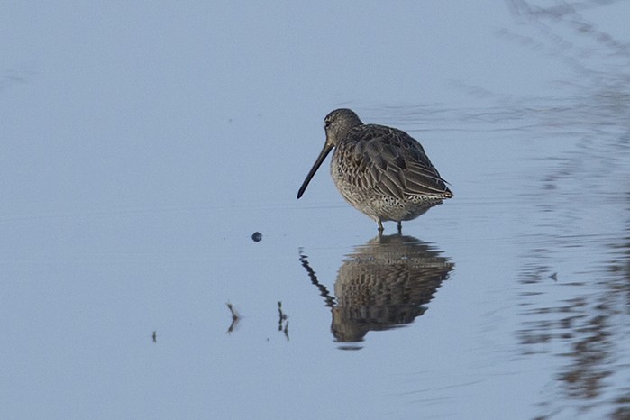 Long-billed Dowitcher