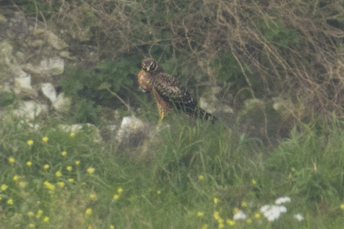 Pallid Harrier