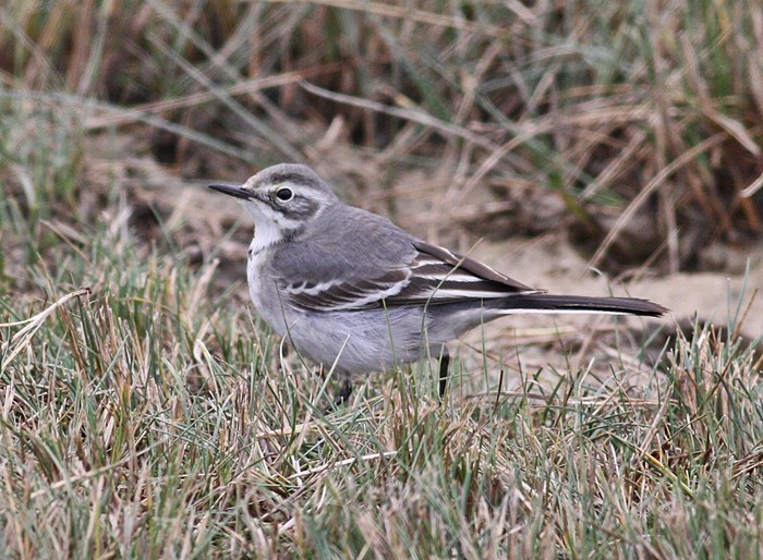 Citrine Wagtail