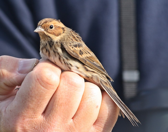 Little Bunting