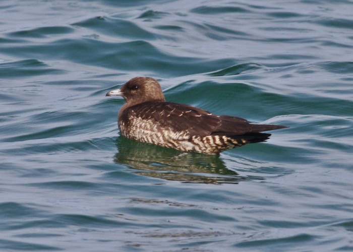 Pomarine Skua