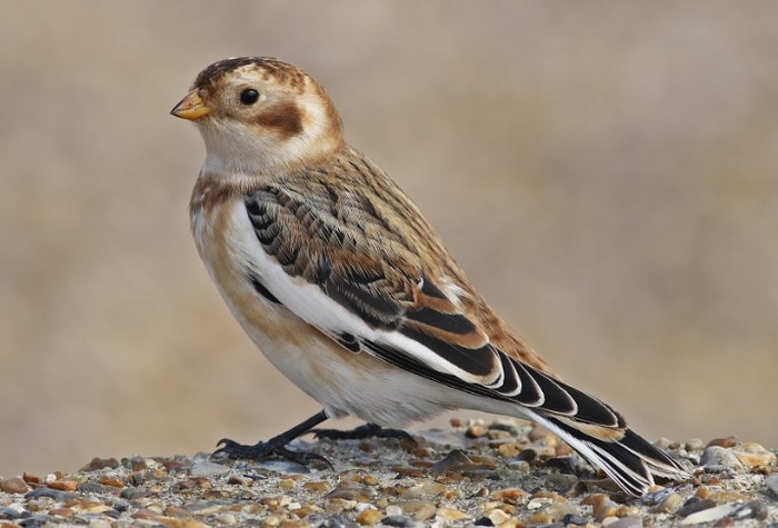 Snow Bunting