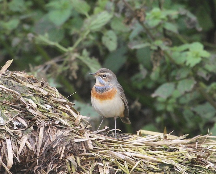 Bluethroat