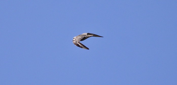 American Golden Plover