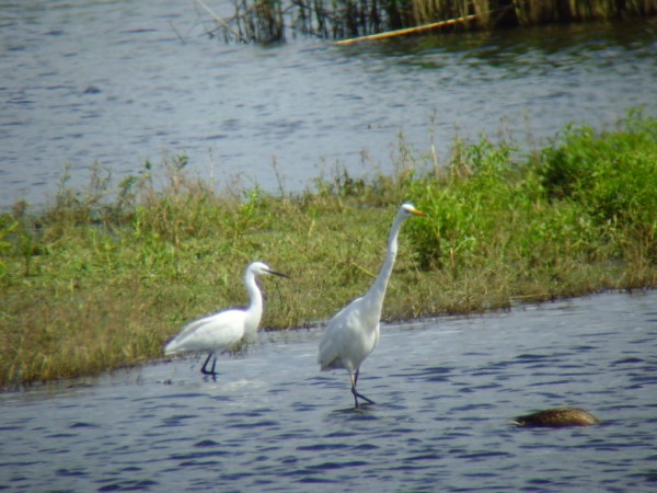 Great White Egret