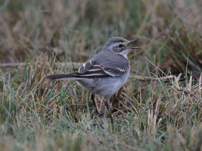 Citrine Wagtail