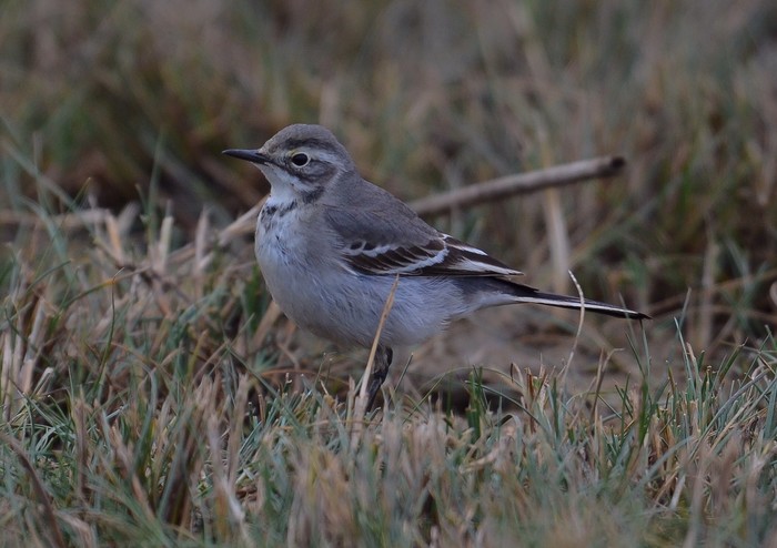 Citrine Wagtail