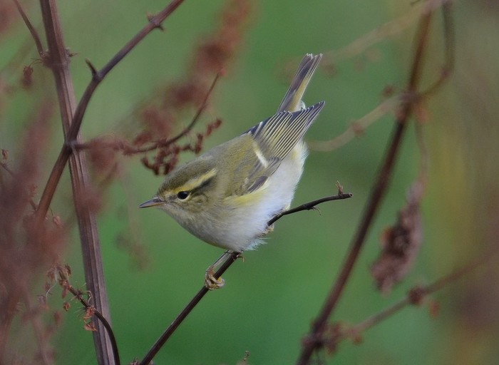 Yellow-browed Warbler