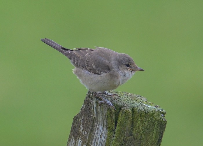 Barred Warbler