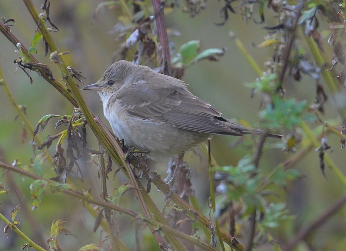 Barred Warbler