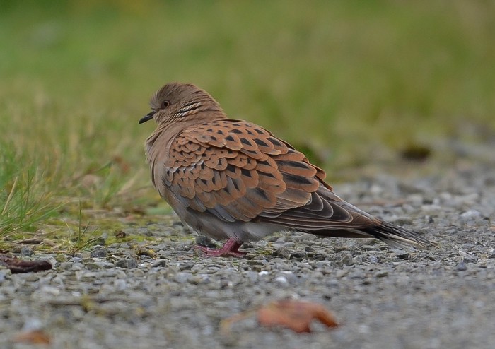 Turtle Dove