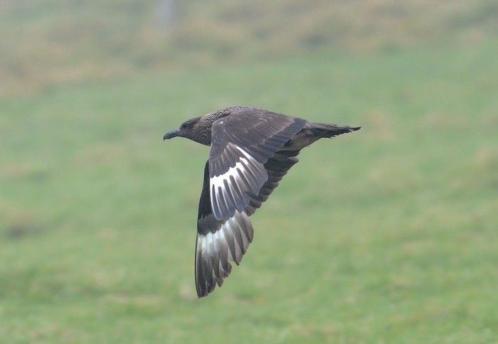 Great Skua