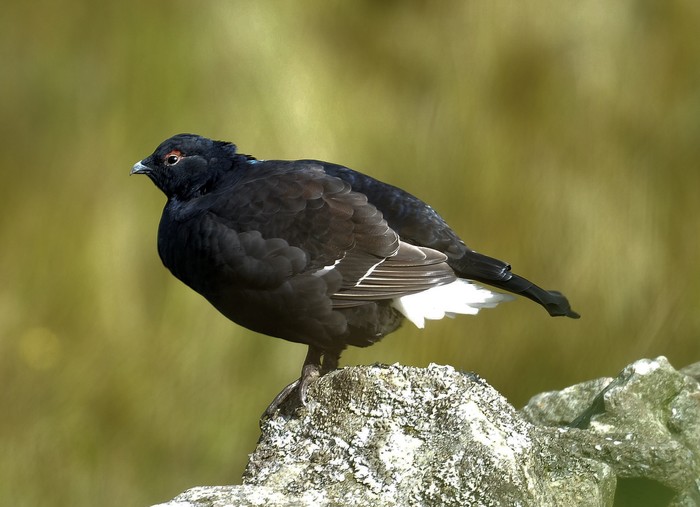 Black Grouse