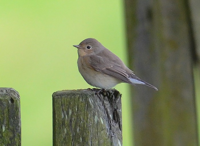 Red-breasted Flycatcher