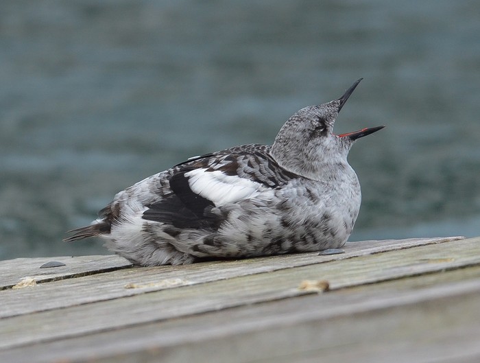 Black Guillemot
