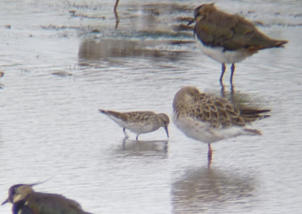 White-rumped Sandpiper