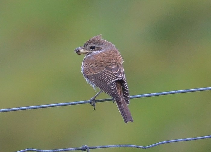 Red-backed Shrike