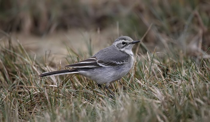 Citrine Wagtail