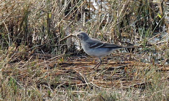 Citrine Wagtail