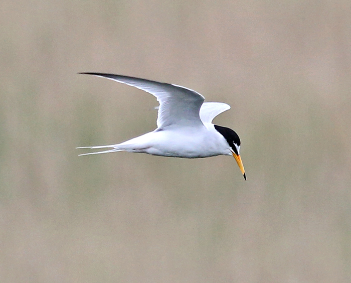 Little Tern